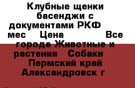 Клубные щенки басенджи с документами РКФ - 2,5 мес. › Цена ­ 20 000 - Все города Животные и растения » Собаки   . Пермский край,Александровск г.